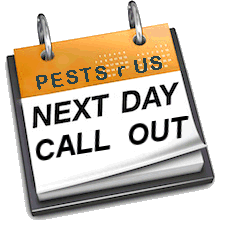 Pest Control. Pest Control Company La Marina